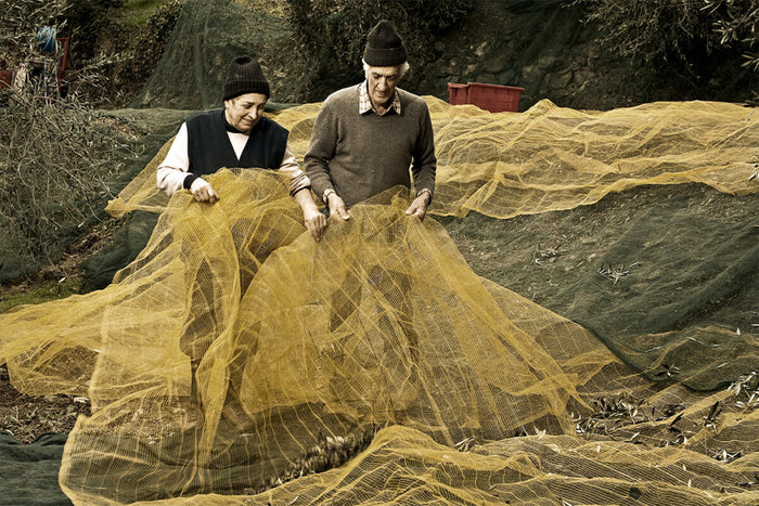 Olio Anfosso